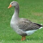 Kuluçka Makinesi ile Kaz Yumurtasından Civcive: Adım Adım Detaylı Rehber