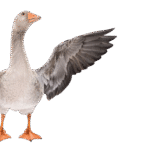 MAK Kuluçka makinesi içinde kaz yumurtası soğutma işlemi. Yüksek çıkım için kritik kuluçka ayarı.